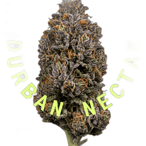 Apex DNC CA 35/1 Durban Nectar