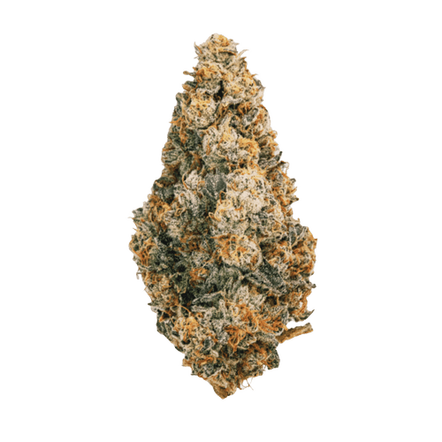 30/1 AMICI SP Scotti´s Purps