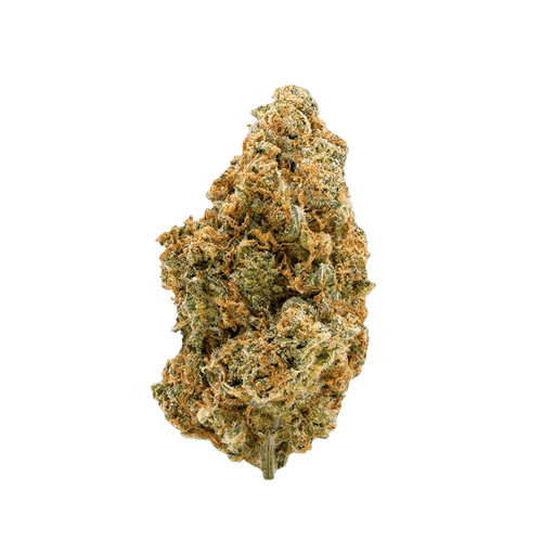 Amici 33/1 STD Stardawg