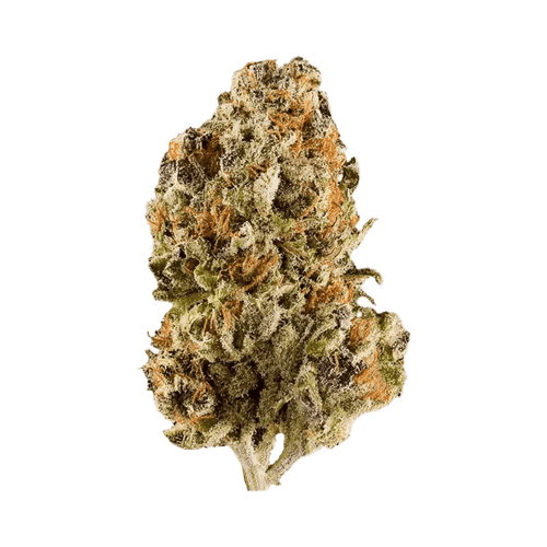 PHENO 25/1 WPT White Peyto