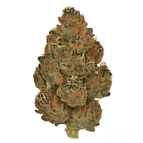Huala 30/1 CA BKM Banana Kush Mints