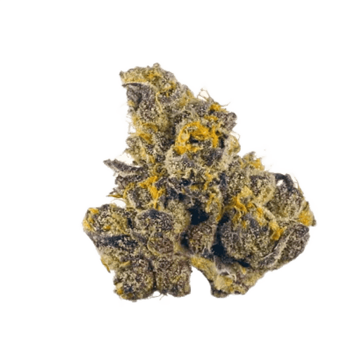 Eufloria 27/1 PCH Purple Churro