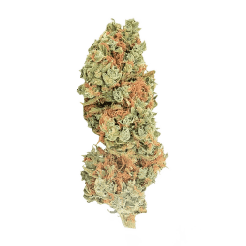 Cannabec Culture 27/1 TOJ Tricho Jordan