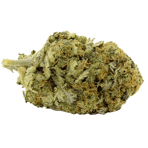 aleph amber 26/1 Mango Kush