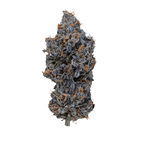 24/1 IUVO OC Neutronium