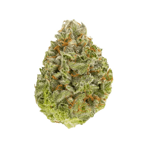 Wellford Aquaponic 24/1 SDK Sensi Double Kush