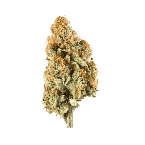 GT Strong Drop 27/1 Citron Cookies x Biker Kush