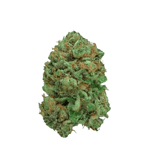 Canify Cannabis Flos 20/1 CSF Ku. Bashengo