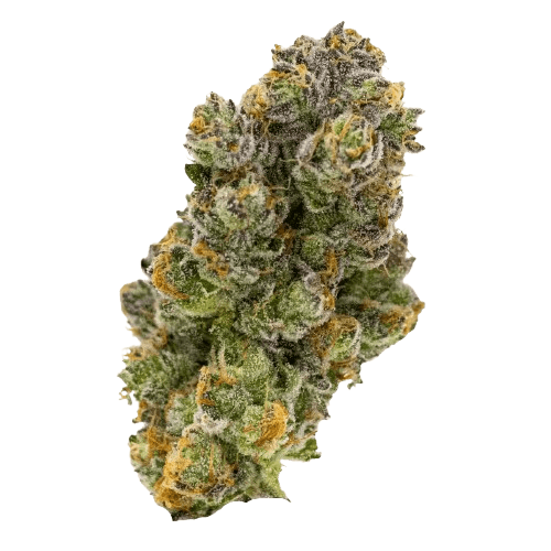 aleph red 27/1 Hokuzai