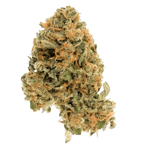 Cannamedical Hybrid Forte DK Ghost Train Haze