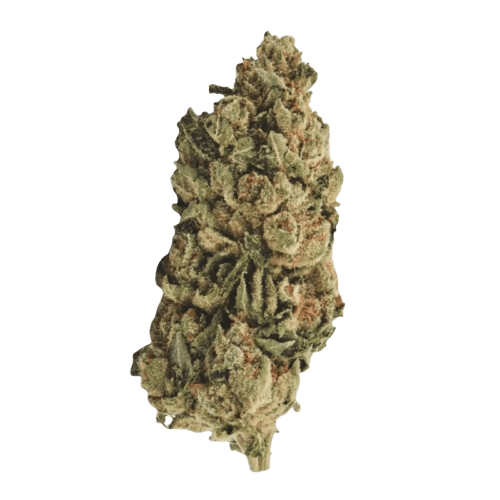 420 Sungrown 27/1 CA LLY Legendary Larry