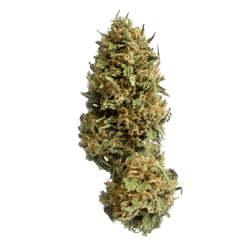 Cannamedical Hybrid Classic Blueberry Headband