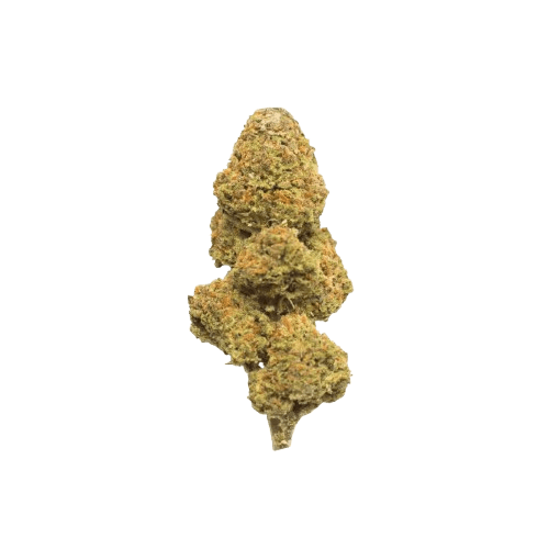 Slouu 30/1 CBC CA Citron Biker Cookies