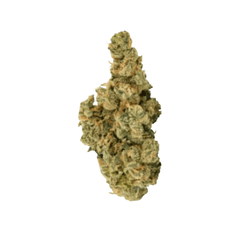 30/1 Amici UL Ultra Limelight