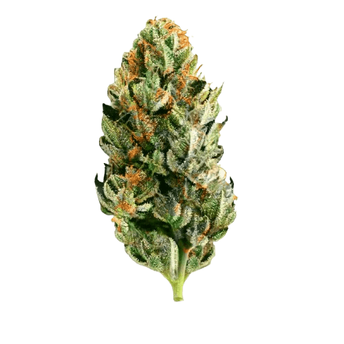 Canify Cannabis flos 20/1 Ku. The Chef