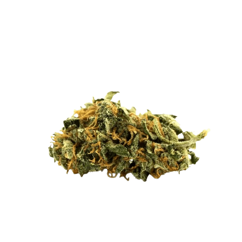 Aphria Typ 1 Bienville