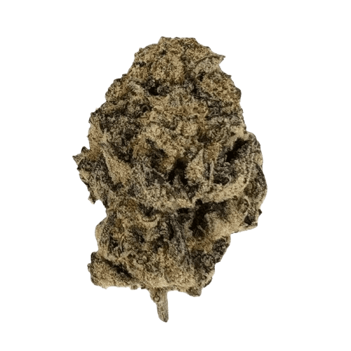 San Raf 31/1 CFK Campfire Kush