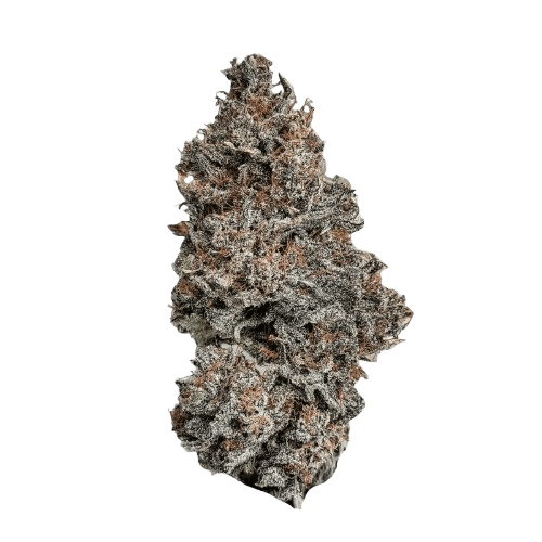 Oceanic BL 21/1 Black Lavender