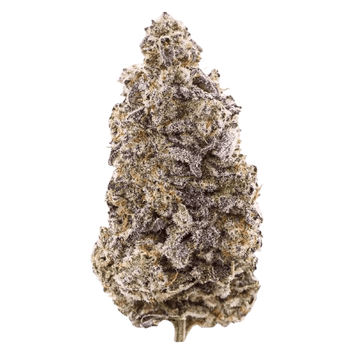 All Nations MD 25/1 Mac Daddy