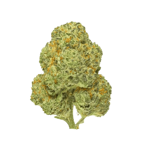 Pedanios 28/1 CMK-CA Chemango Kush