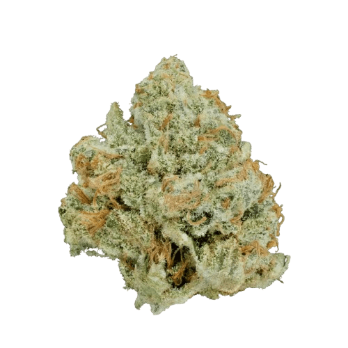 Weeco 22/1 KIKU Kings Kush