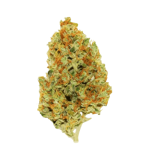 Remexian 26/1 CRF GBRC Glitterbomb x Rainbow Cheddar