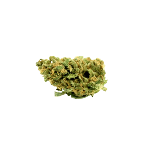 ACA 18/1 C White Widow
