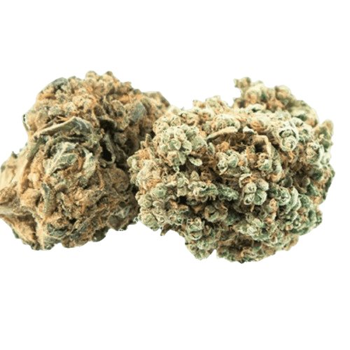 Tilray THC 15 Spotlight Porto Sirius