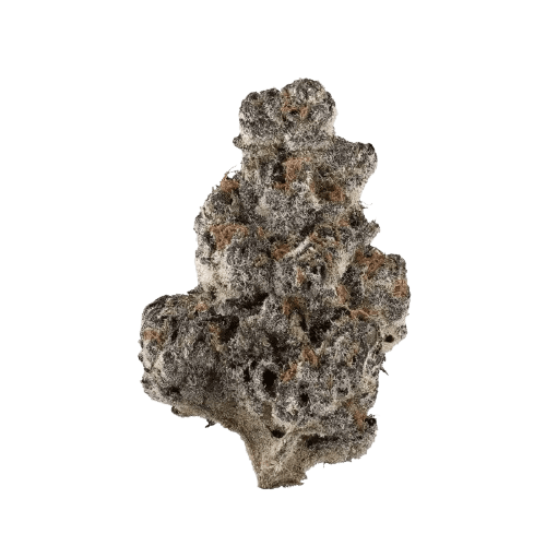 THC AKUT OHS 25 Sherb Fritter