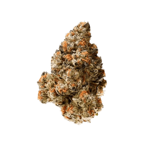 avaay Signature 23/1 MC Mandarin Cookies