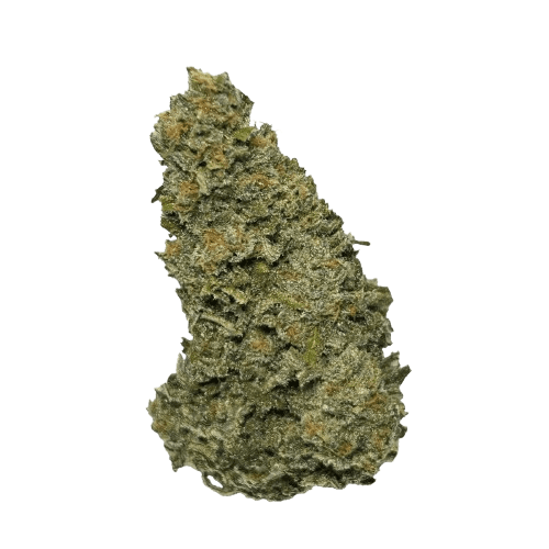 Wellford Aquaponic 23/1 GTH Ghost Train Haze