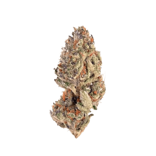 24/1 IUVO OC Tropical Orange