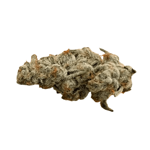 420 Evolution 27/1 CA PCH Peach Chementine