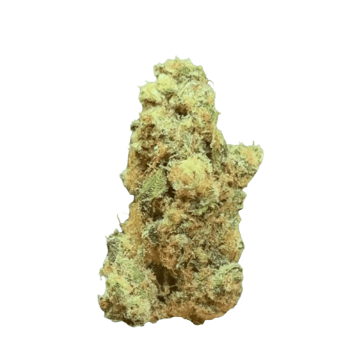 Rua Aotea 23/1 Kakariki Koha