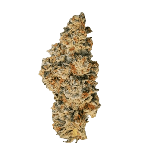 30/1 Amici CRL Crystal Locomotive