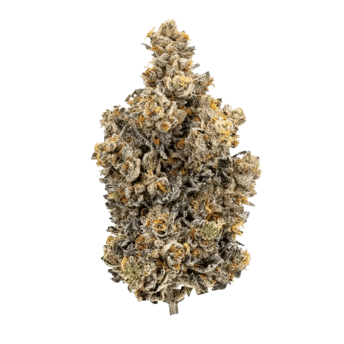 24/1 IUVO OC Triangle Queen