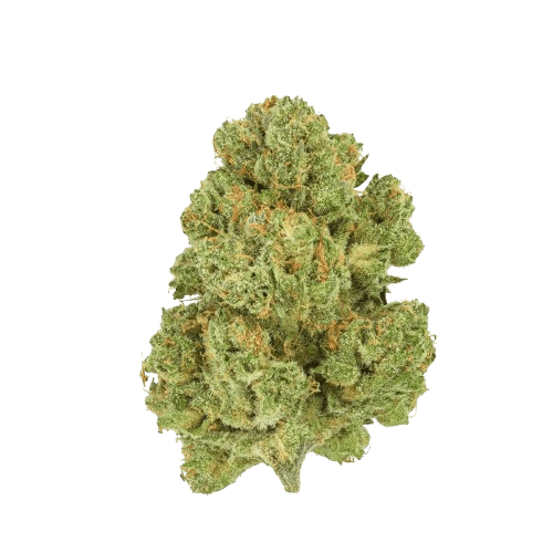 Remexian 21/1 RAS ALB Astral Berry