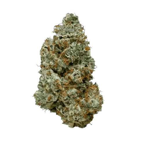 28/1 IUVO OC Orange Z