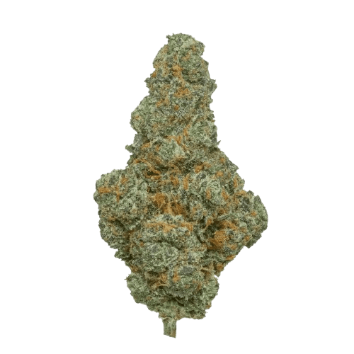 Bathera THC akut BF 23 BC Blunicorn