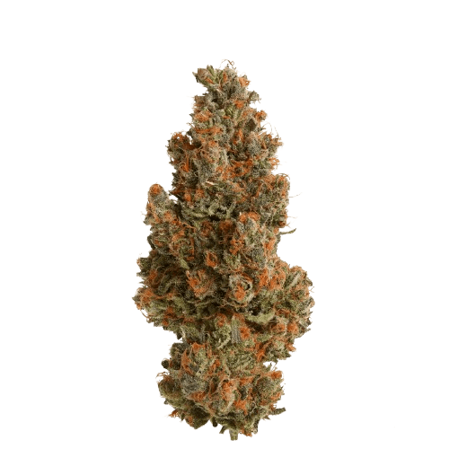 Remexian 30/1 LIV DGR