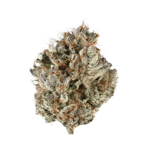 Social Choice 27/1 ALB MKU Mountain Kush