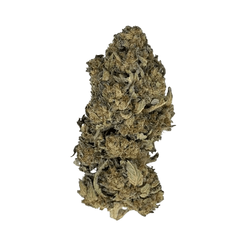 enua 27/1 DGB CA Durban Gorilla