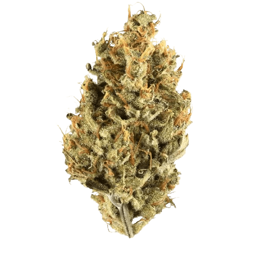 Cresco RSE 36/1 Jack Black