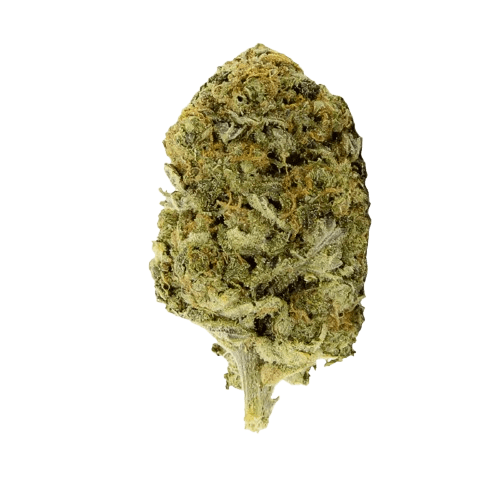 aleph amber 24/1 Mango Kush