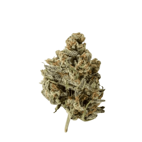 IMC PBG THC27 Token Sour Beach