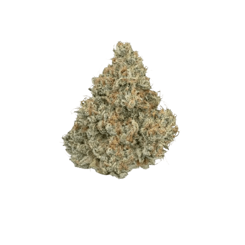 Barongo 18/1 WG Gelato 41