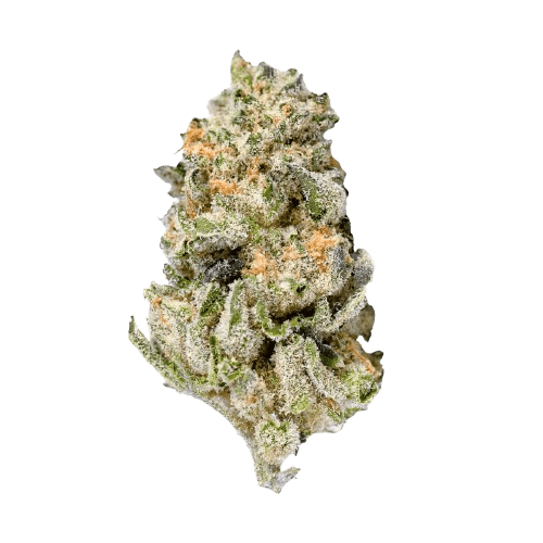 Eufloria 33/1 LBA LA Baker
