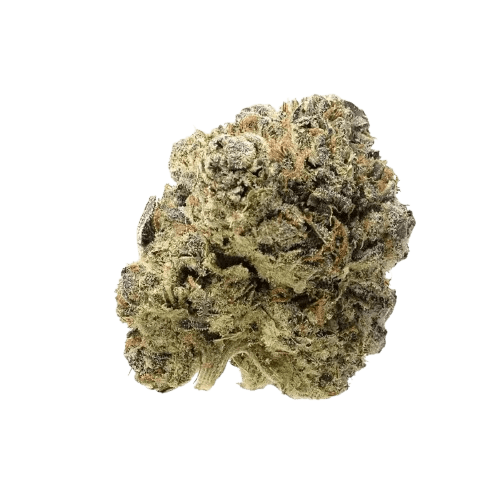Apollo 22/1 BFT Blue Monkey