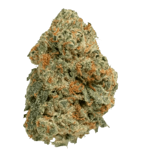 Medical Saints 24/1 GGL Green Glow