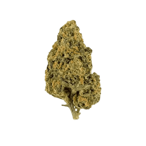 NICE 26/1 CHA Capri Haze